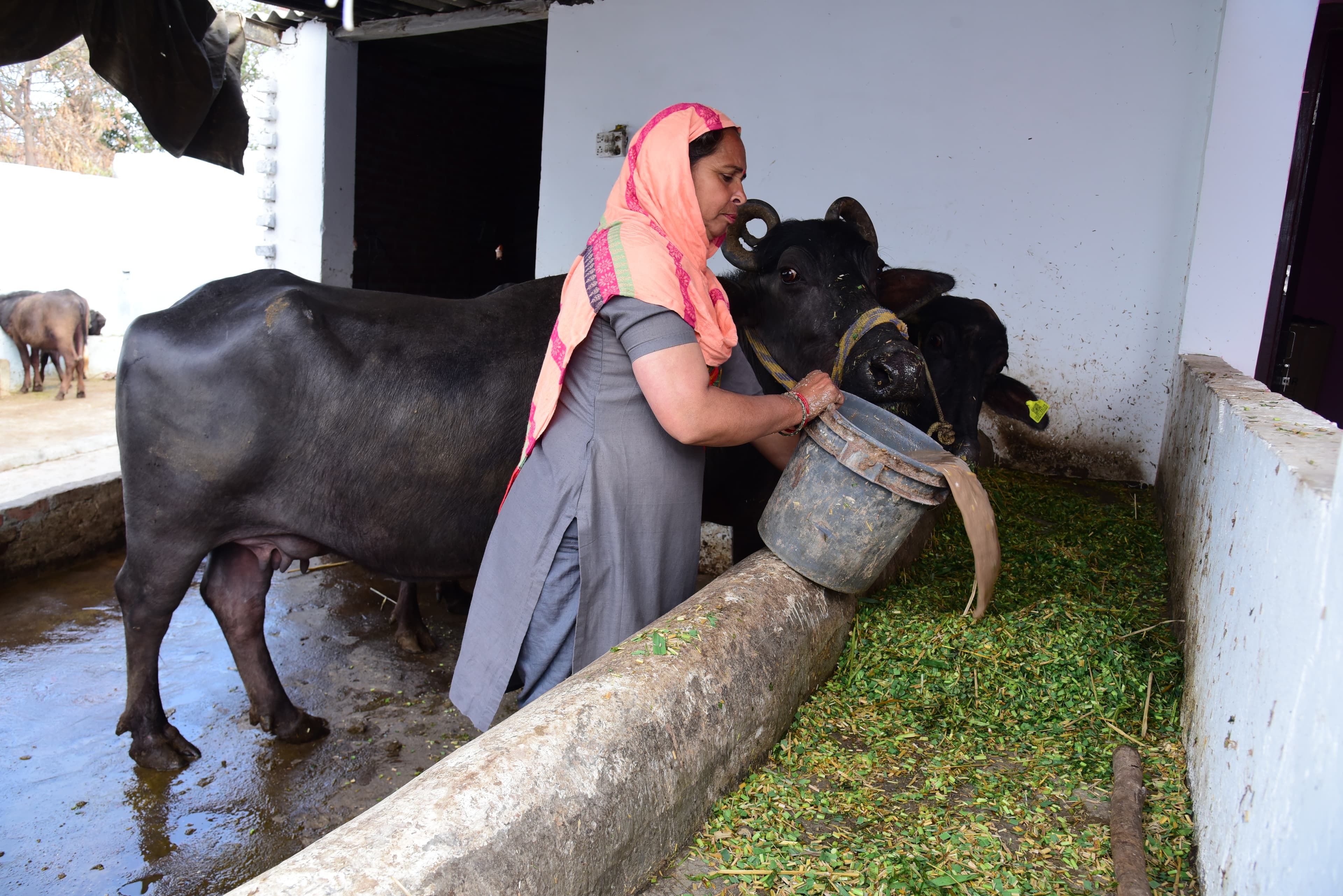 Radha with dairy livelihood support