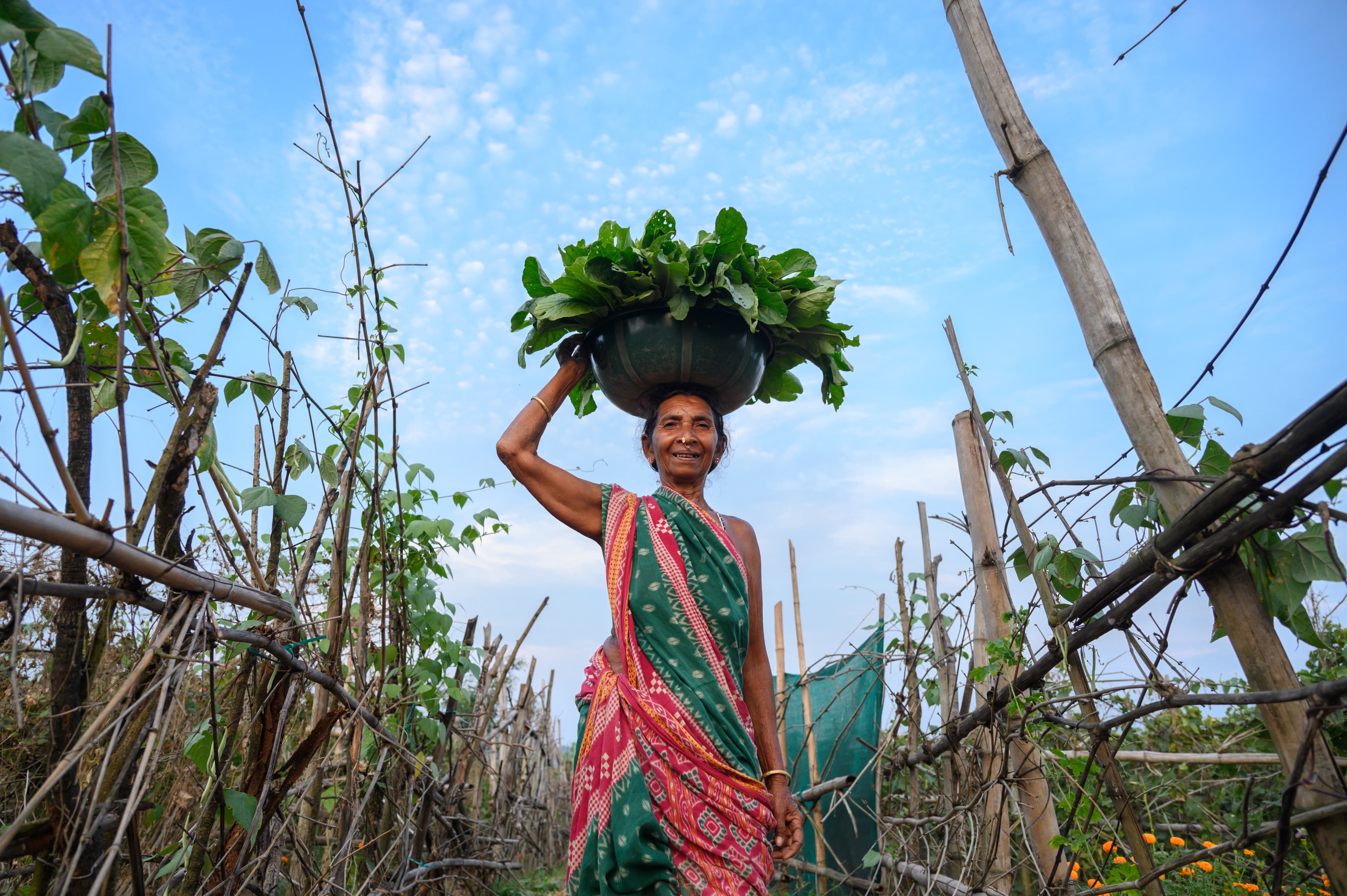 Rupai Huika farming in Odisha