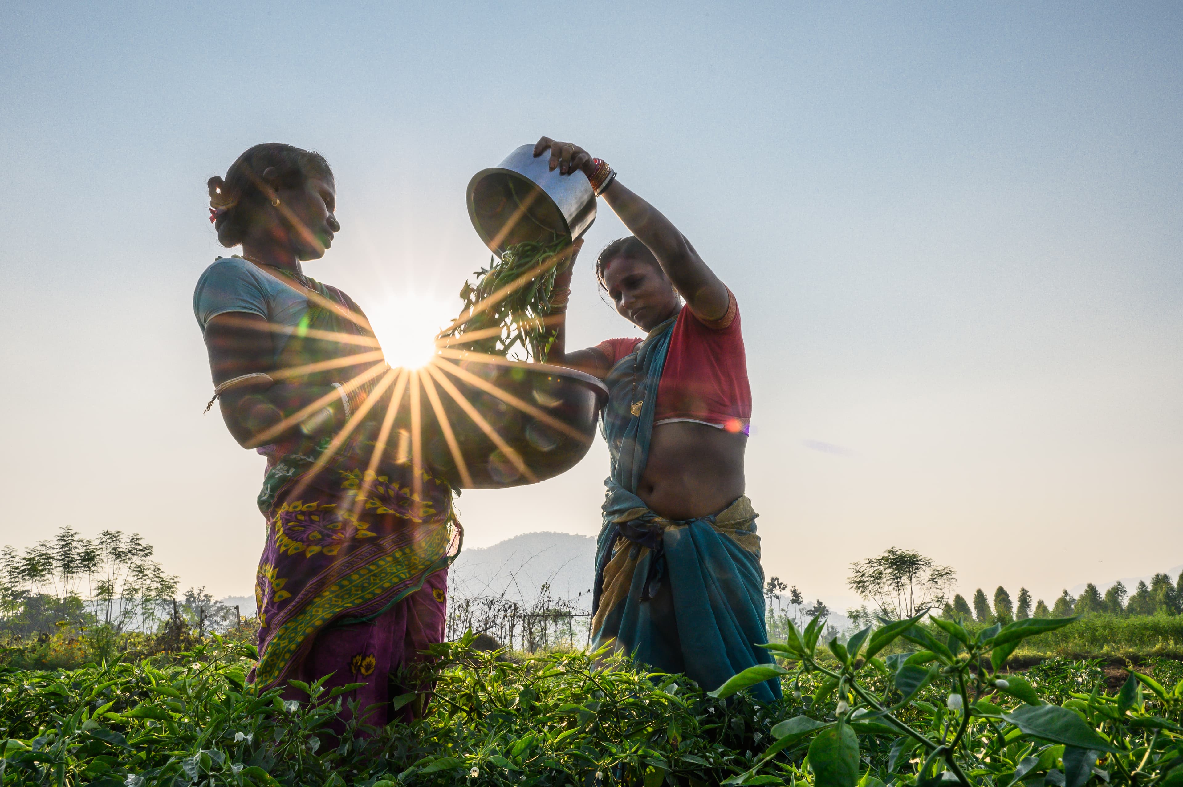 Agriculture improvement program image