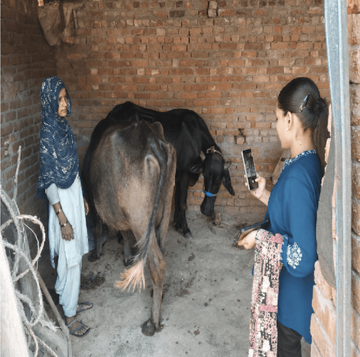 Dairy farmer using the Nitara Digital App